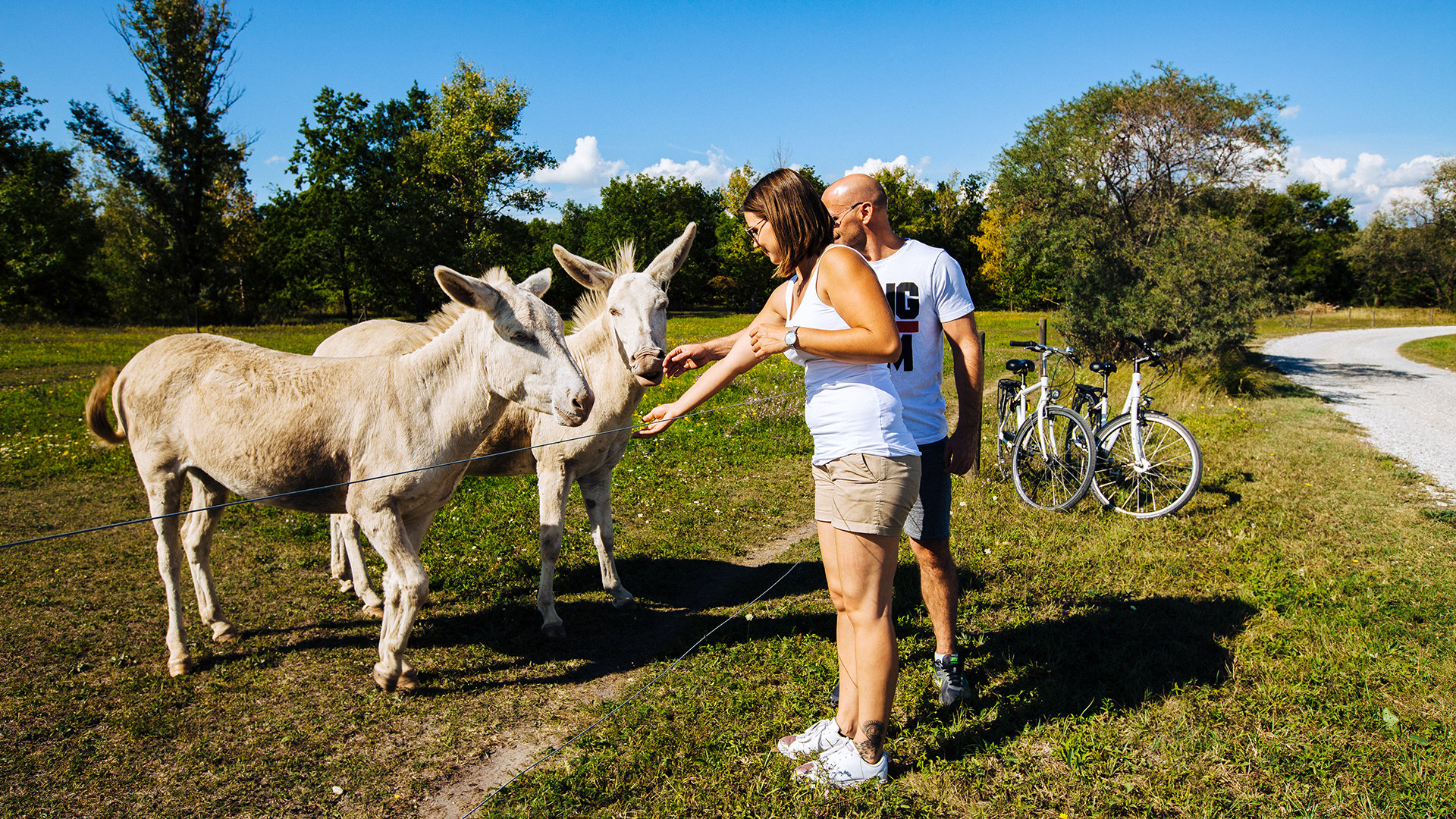 Tierparadies mit Eseln, Pferden und Gänsen