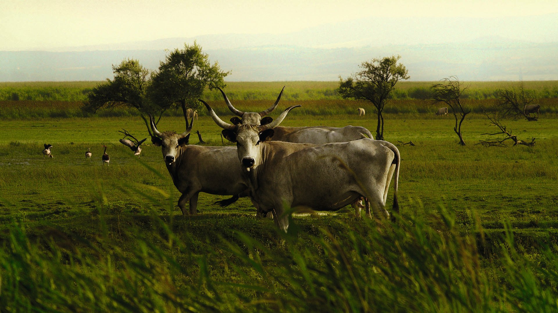 Steppenrinder (Foto: Westermann)