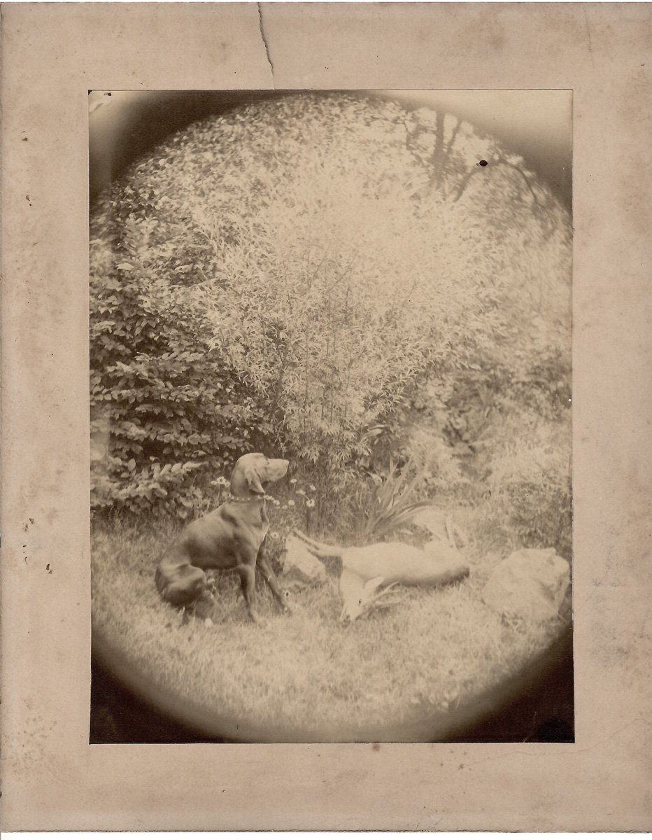 Jagdhund mit erlegtem Reh im Revier Kleinzossen in Brandenburg, 1893