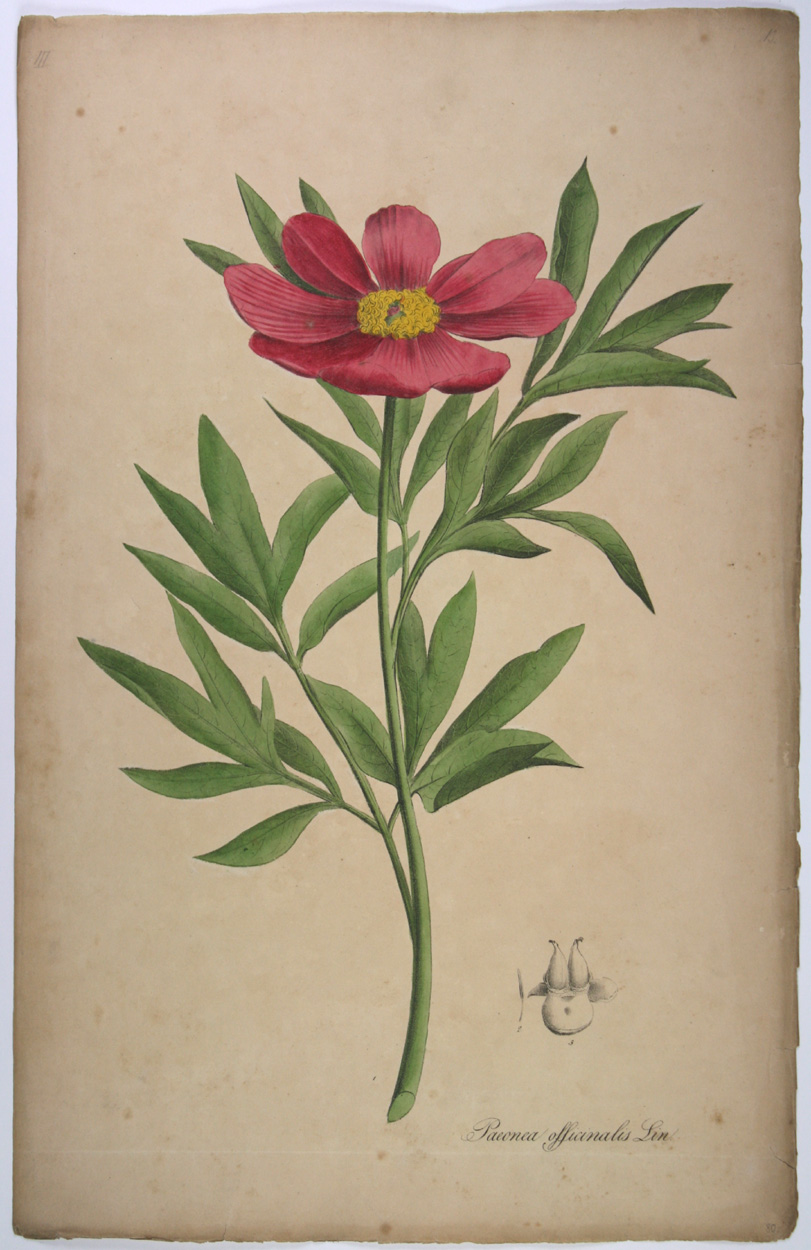 Nees van Esenbeck, Pfingstrose