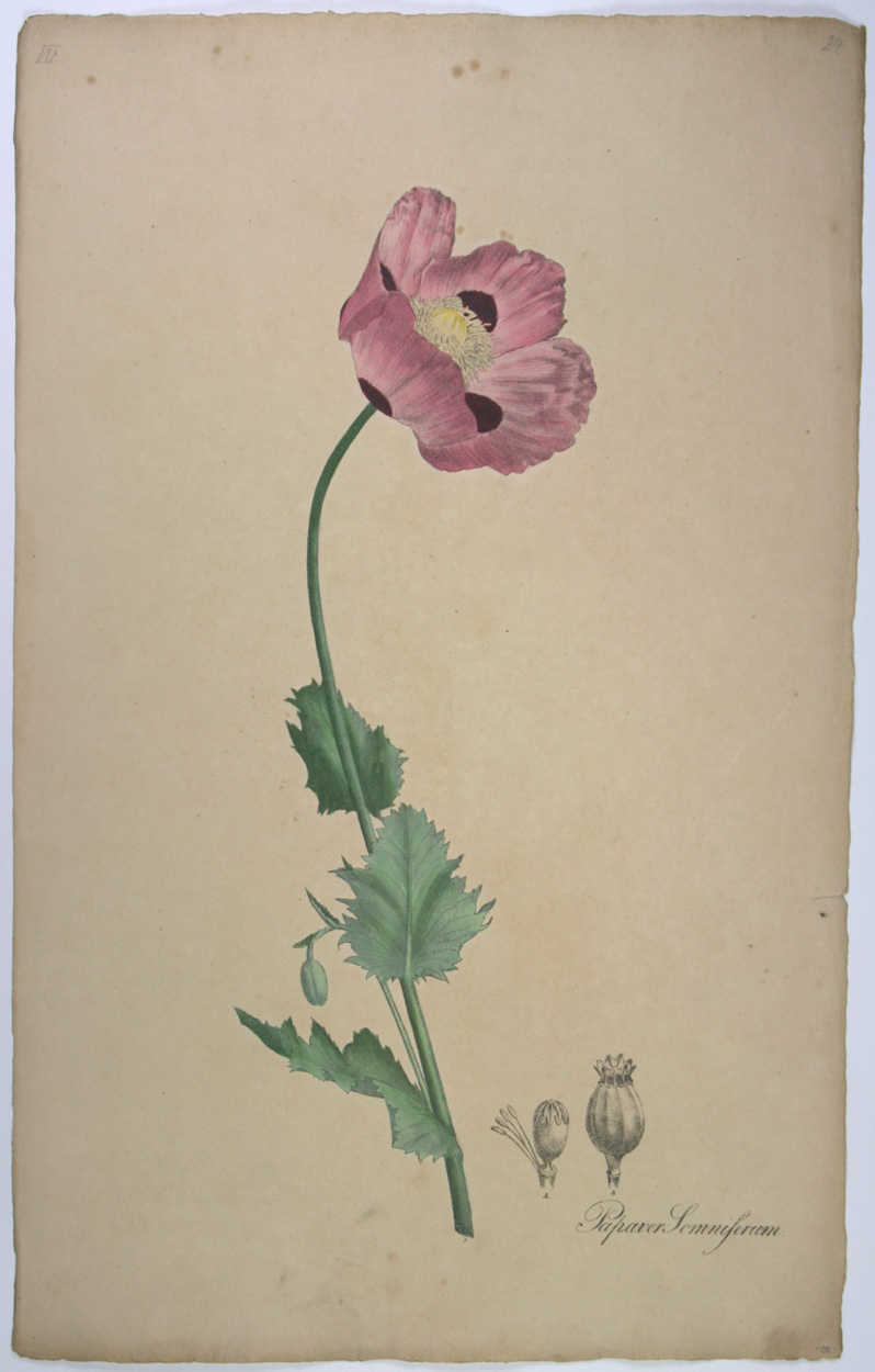 Nees van Esenbeck Mohn