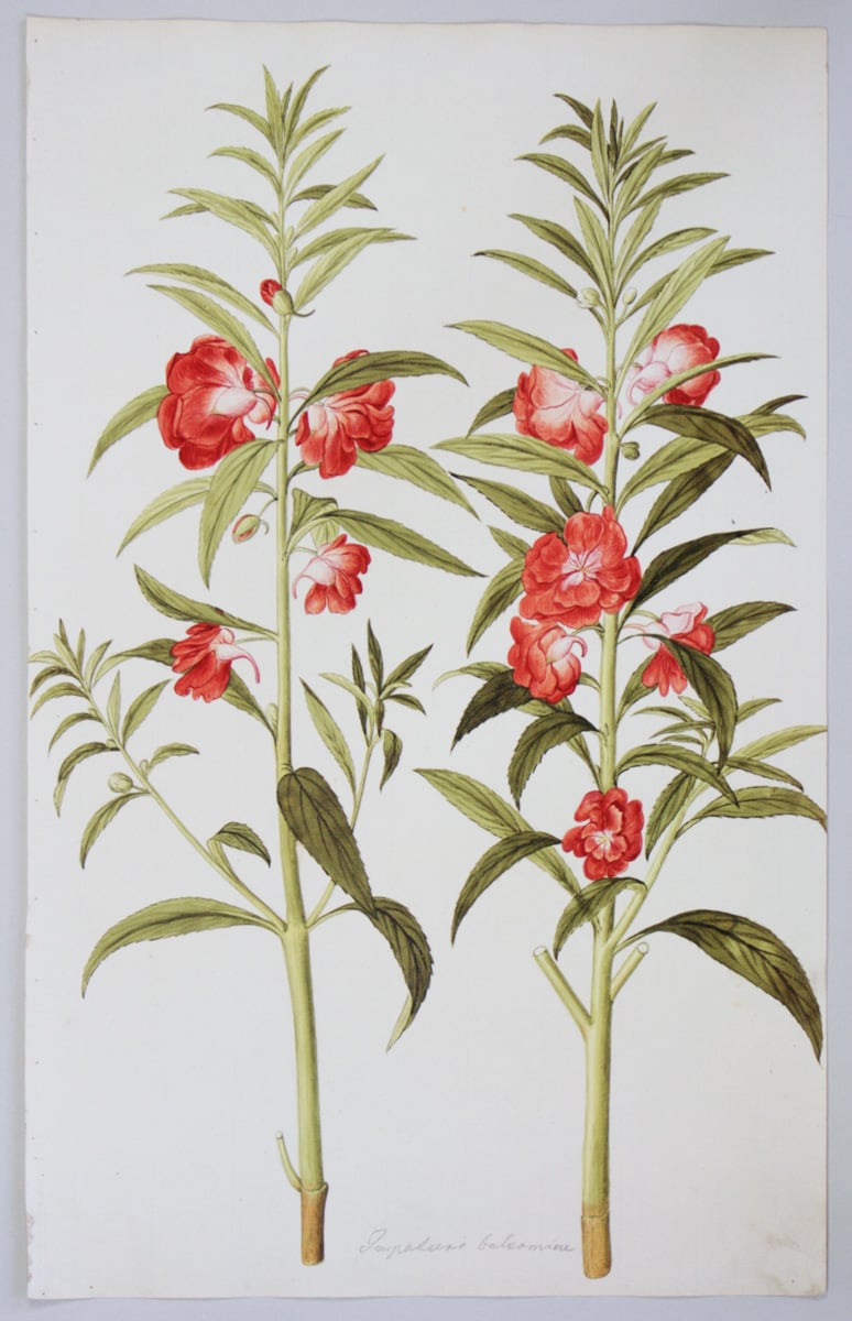 Garten-Balsamine, Impatiens balsamina