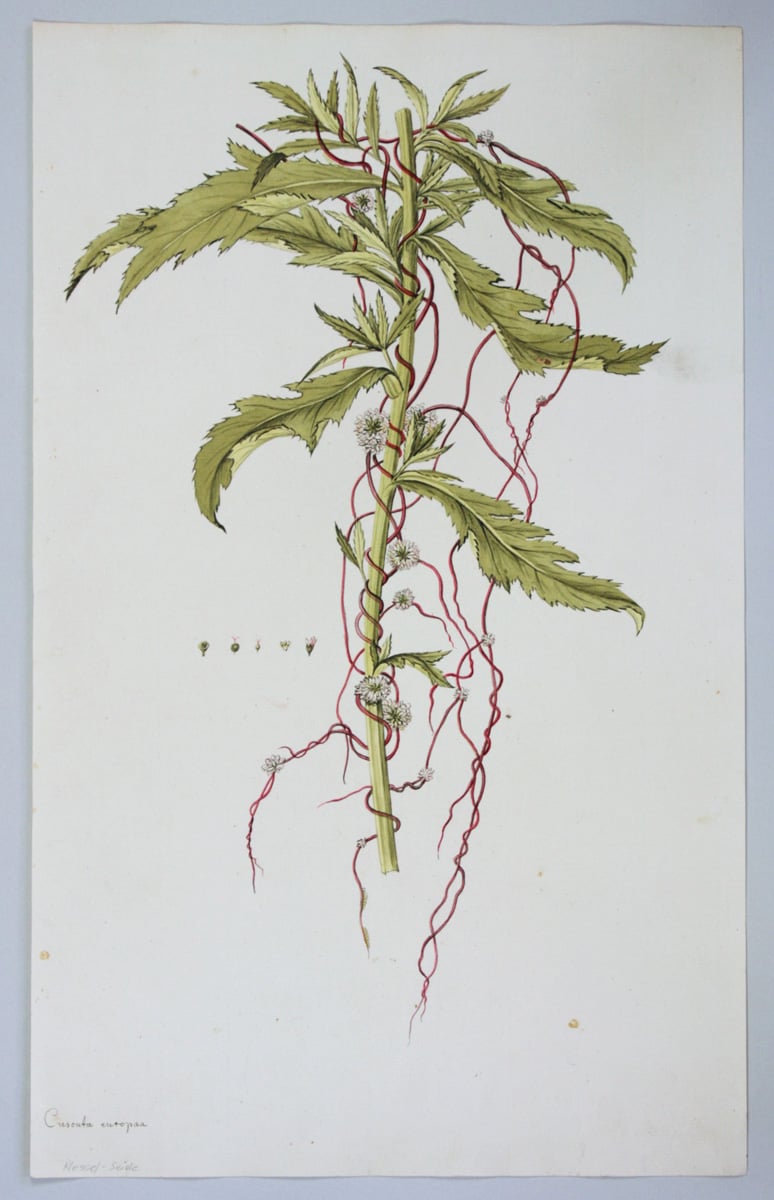 Nessel-Seide, Cuscuta europaea 