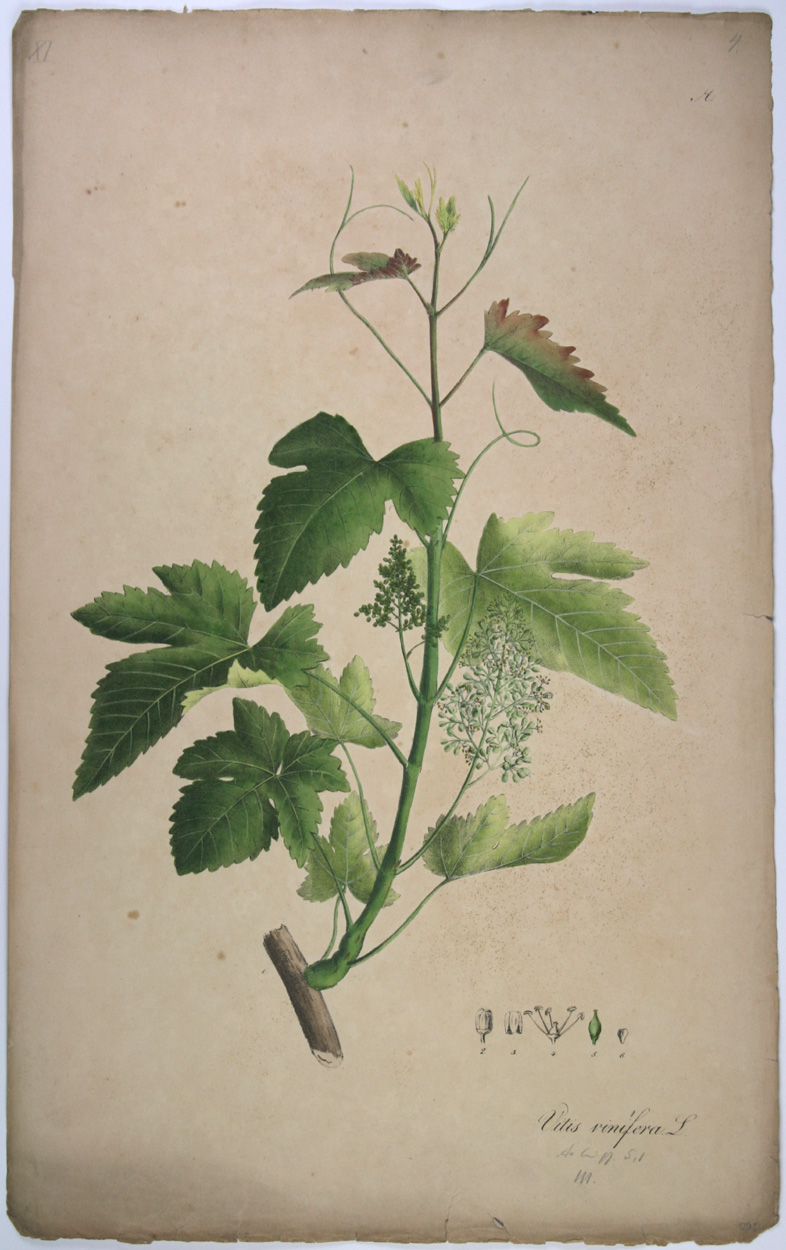 Nees van Esenbeck, Weinstock