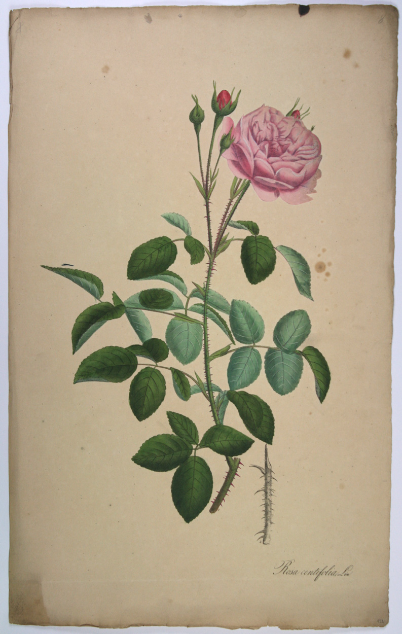 Nees van Esenbeck Gartenrose