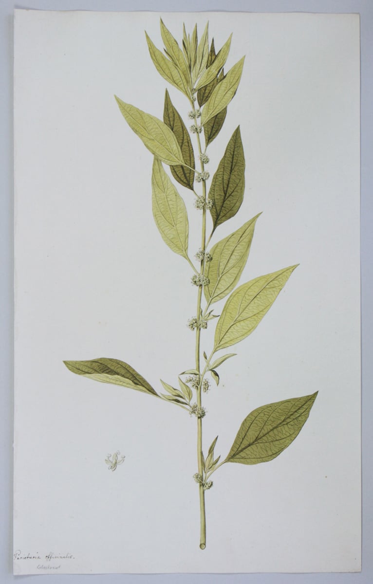 Aufrechtes Glaskraut, Parietaria officinalis
