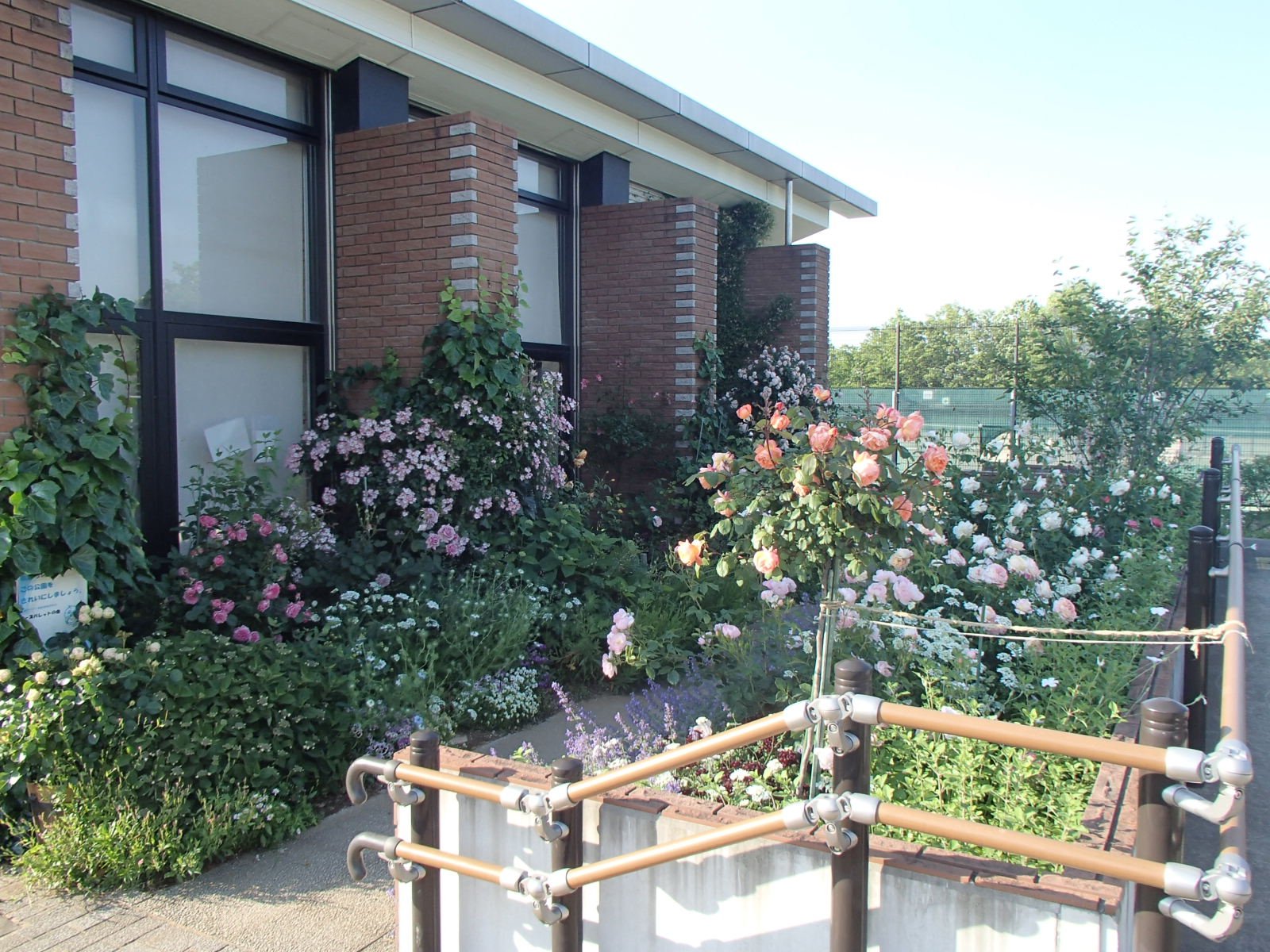 事務所横の花壇 ☆ バラのご紹介♪
