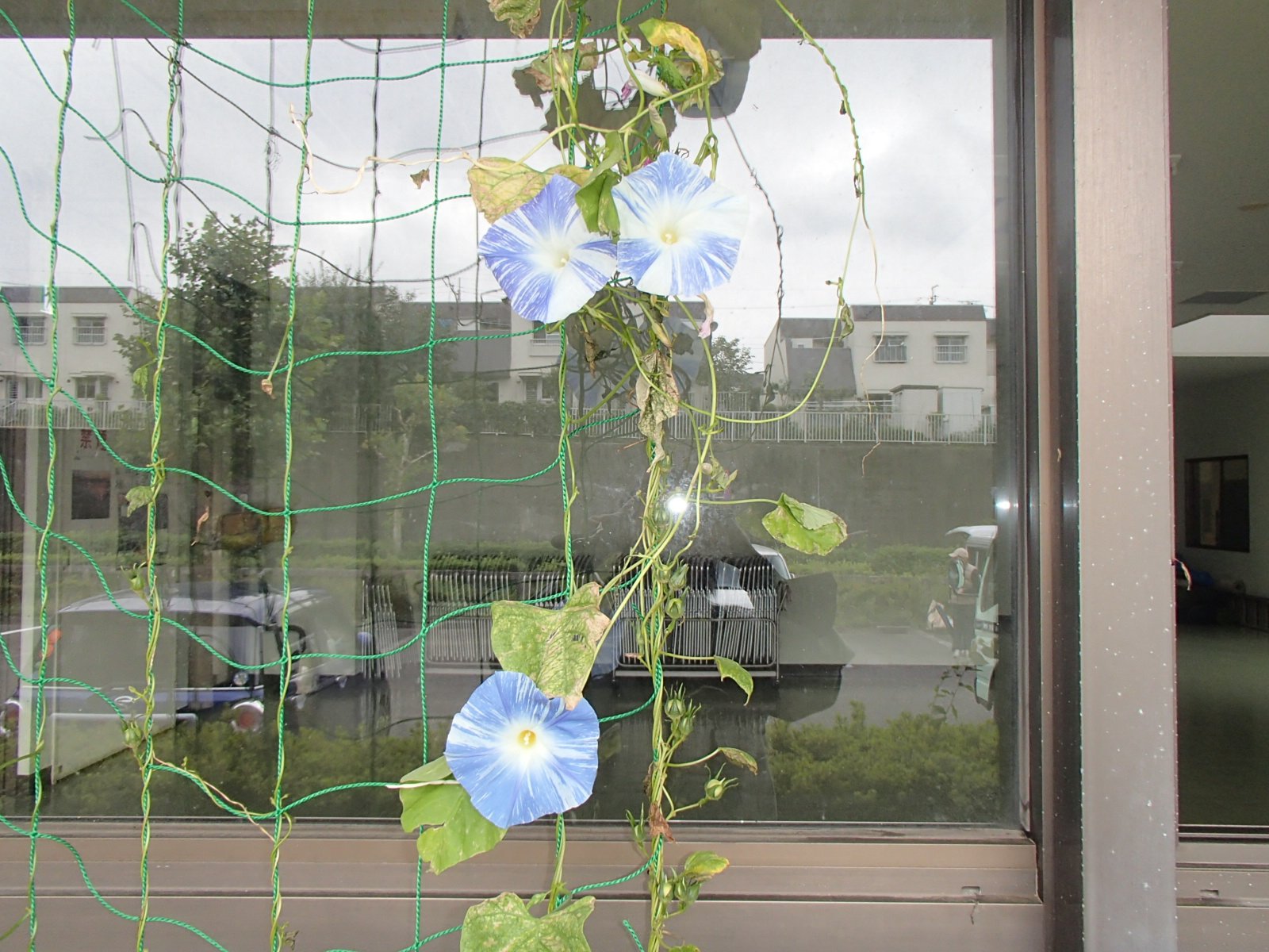 10月☆青いお花も咲きました♪