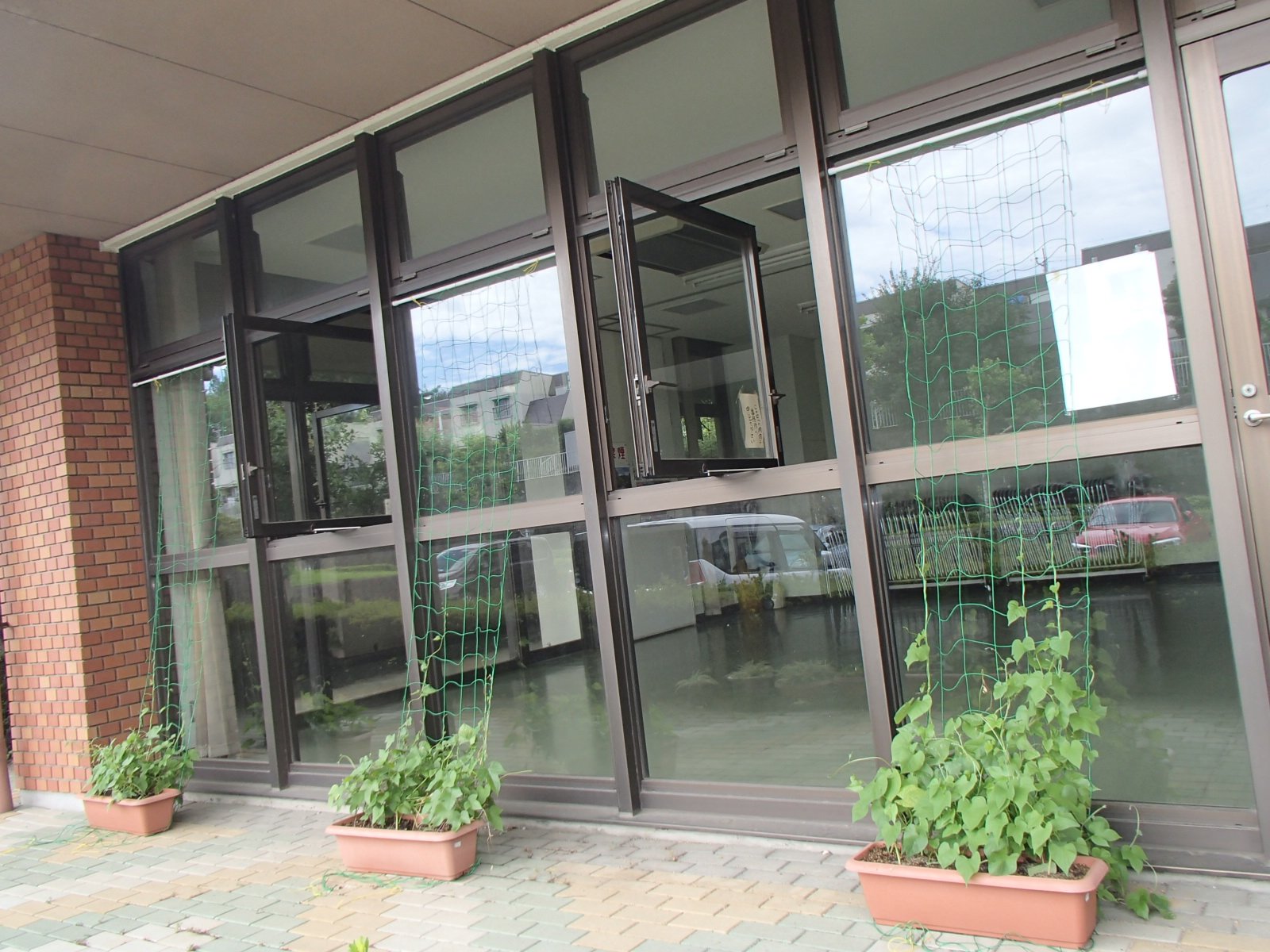 7月☆遅咲きの朝顔でグリーンカーテンに挑戦♪