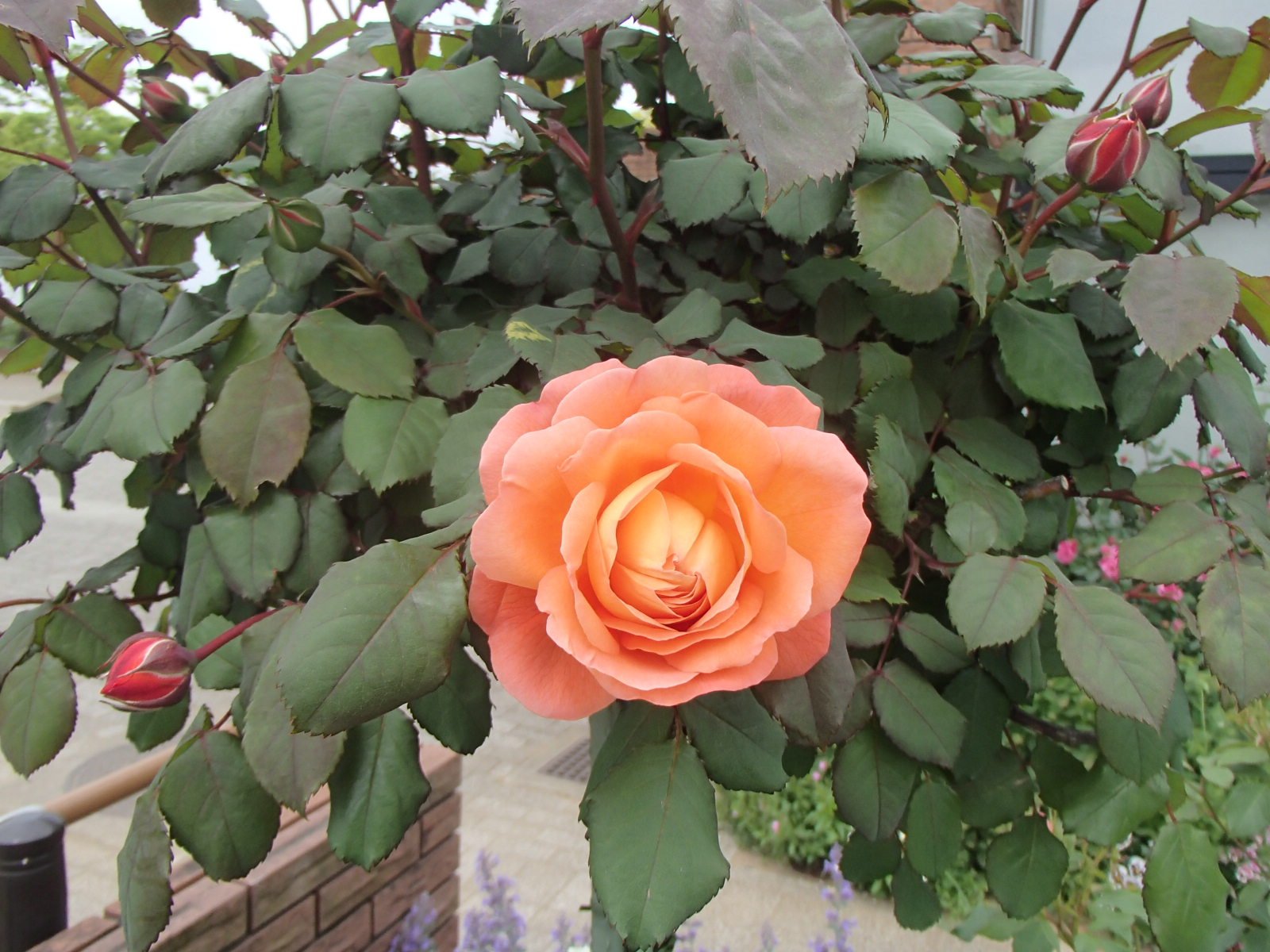 レディエマハミルトン