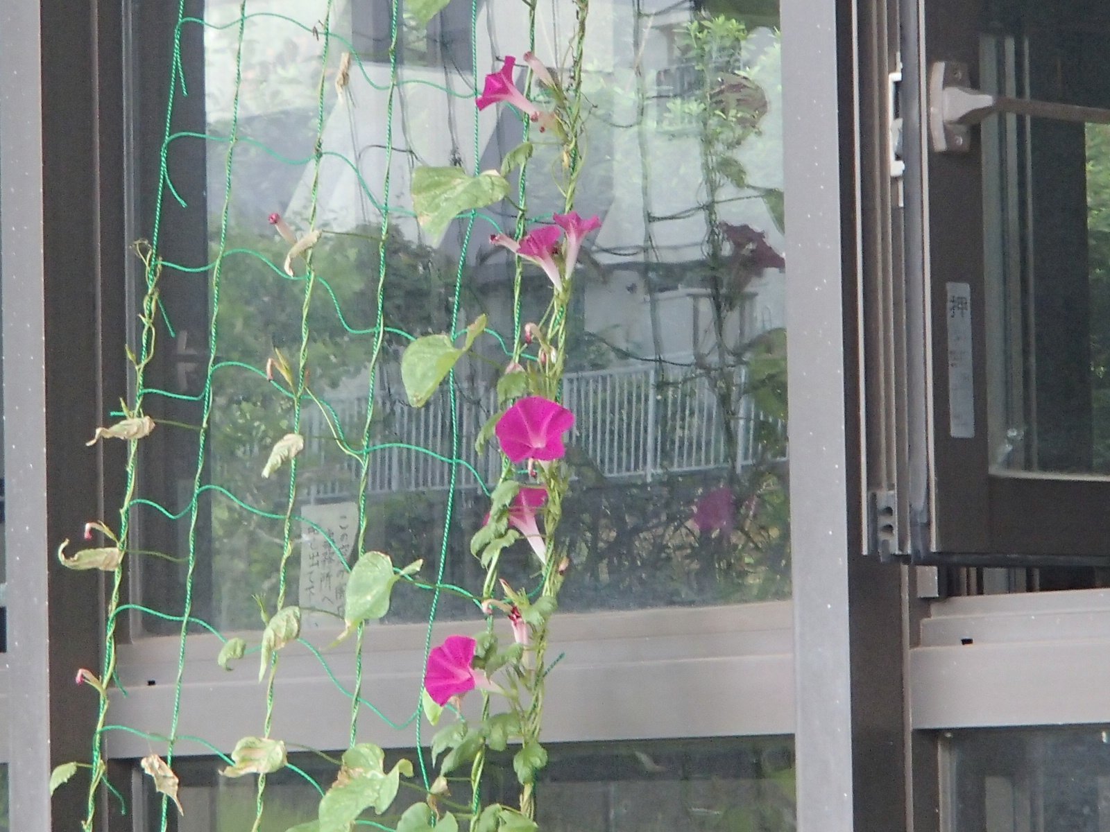 9月☆お花も咲きました♪