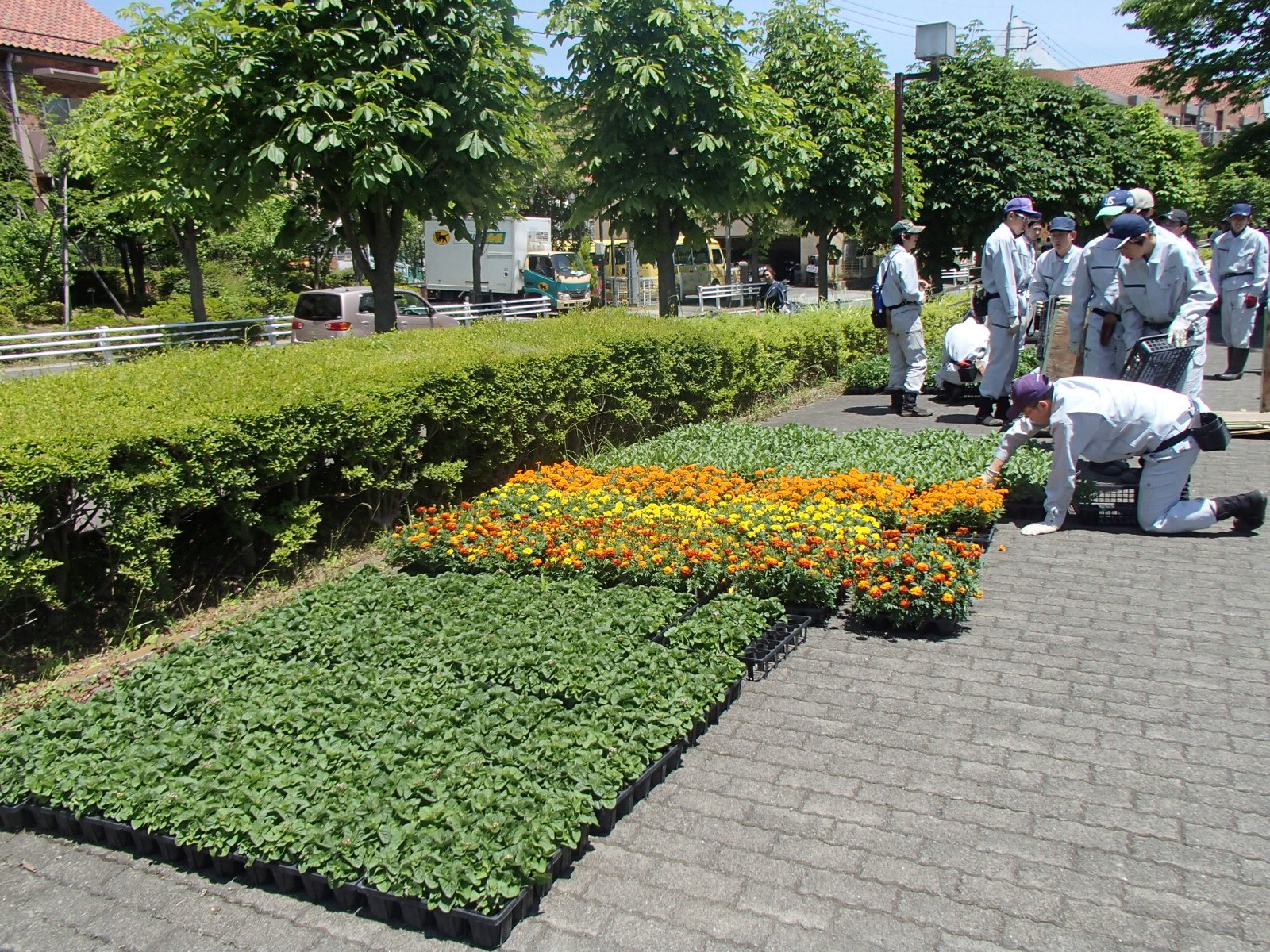 本日植えるお花です♪