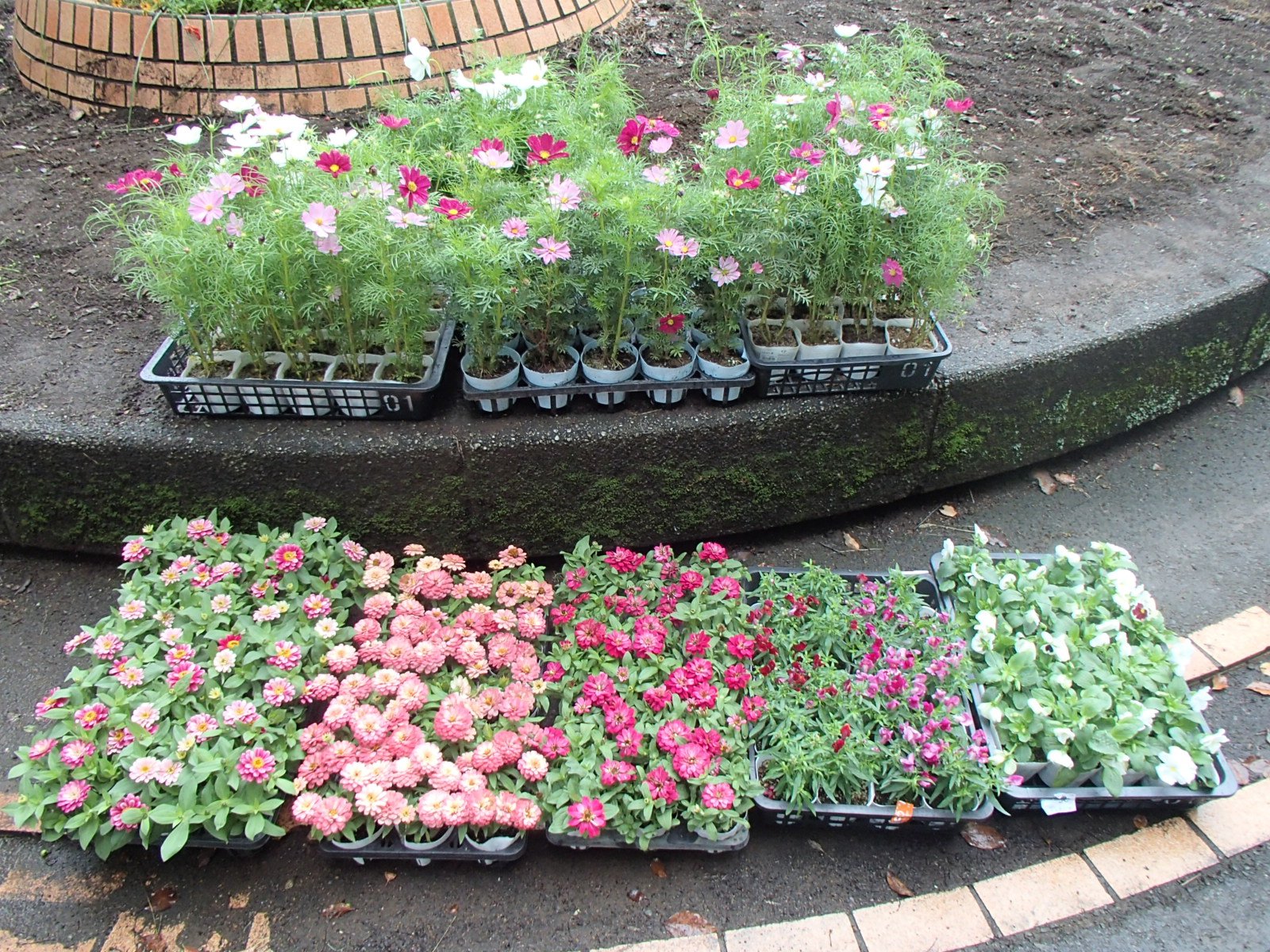 本日植えるお花☆ピンク系の色でまとめました♪