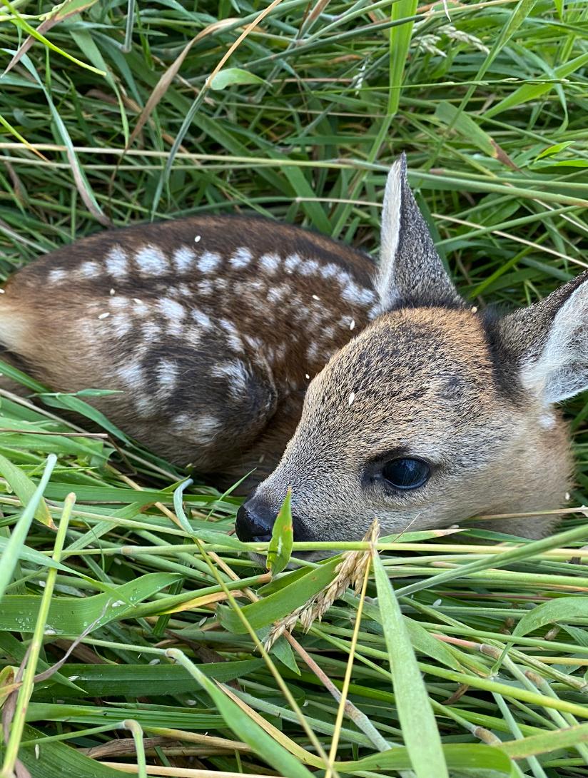 Start der Rehkitzrettungen