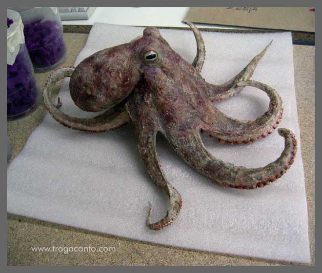 Ficticio de Pulpo, para el Museo del Mar, Vigo