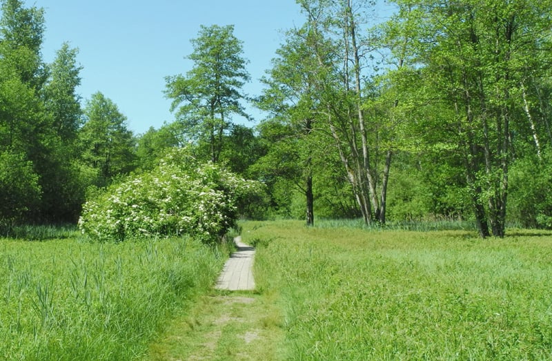 Spitzwiese 2025 (Foto: Horst Guckelsberger)