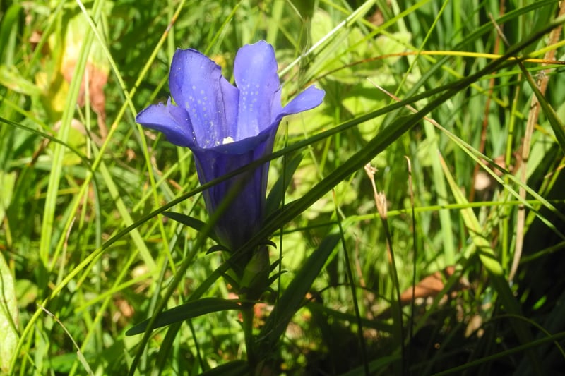 Lungenenzian (Foto: Horst Guckelsberger) 