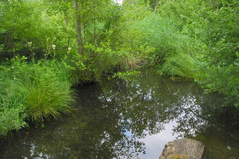 Flugzone für Libellen noch (bzw. wieder) zugewachsen - Foto:Horst Guckelsberger 