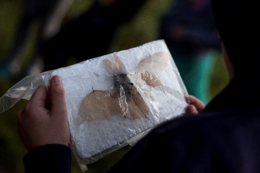 Tanz der Vampire: Den Fledermäusen auf der Spur © Verena Wendl