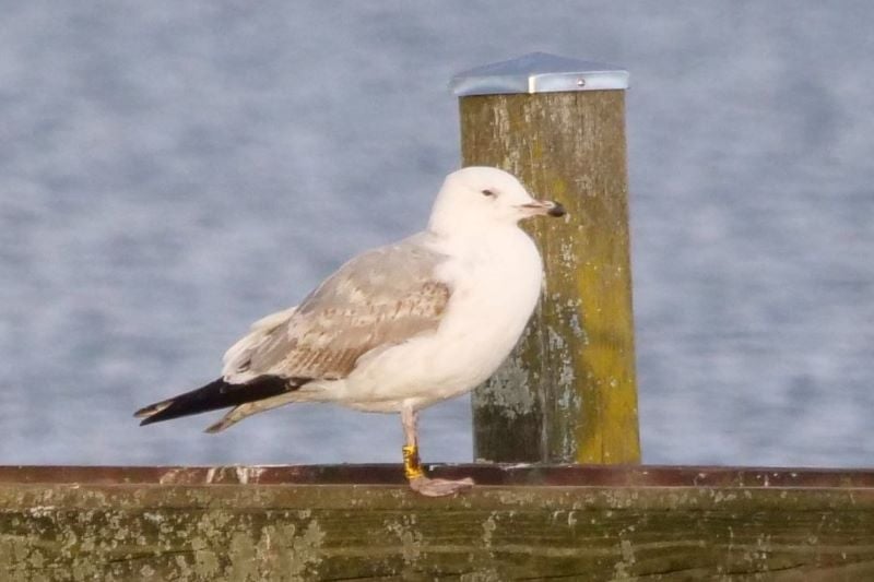 Steppenmöwe P:2X9 auf dem Steg beim Campingplatz Seeshaupt (Foto: Christian Schwab)