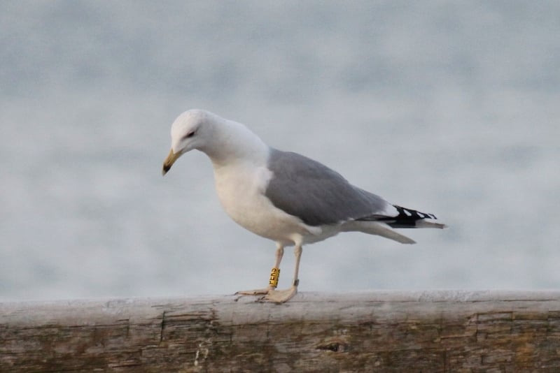 Steppenmöwe PEKS aus Polen (Foto: Christian Haass)