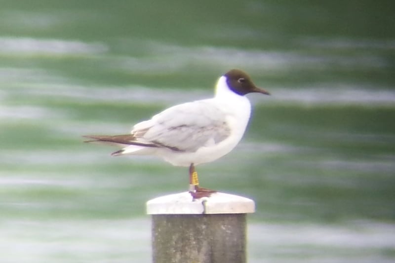 Lachmöwe WS74 im sommerlichen Prachtkleid (Foto: Tobias Laure)