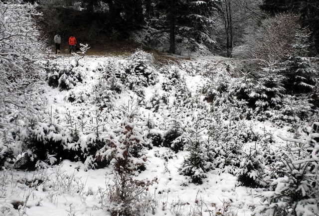 Diemendorfer Höhenberg vor Beginn der Pflegemaßnahmen 2012 (Foto: Horst Guckelsberger)