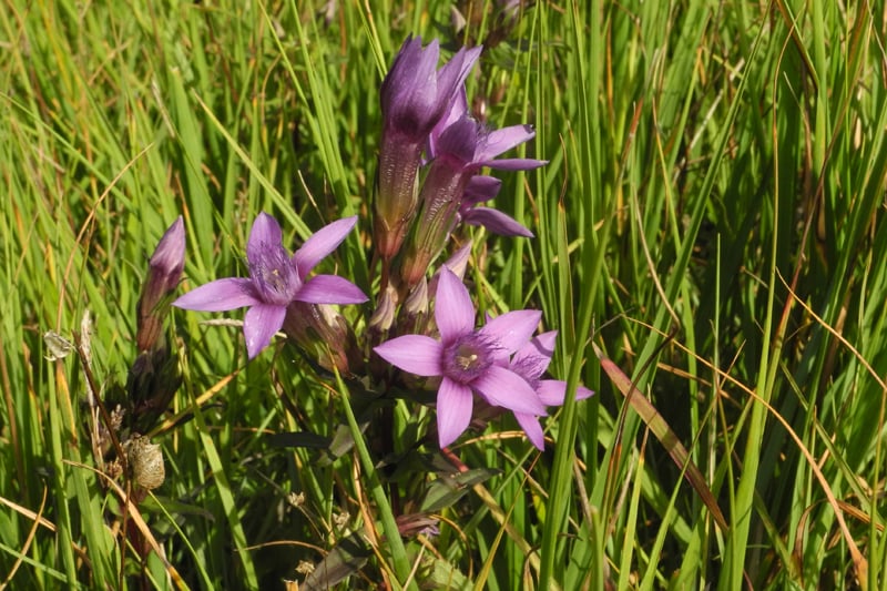 Deutscher Enzian (Foto: Horst Guckelsberger)