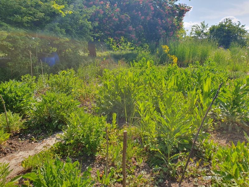 Pflanzenbeet_Claudius Birke