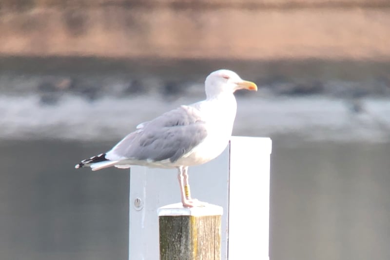 Silbermöwe XAUP (Foto: Gabriele Klassen)