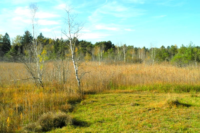 Gemähte Streuwiese am Rand zum niedermoorartigen Schwingrasenmoor mit Schneidried - Foto: Horst Guckelsberger