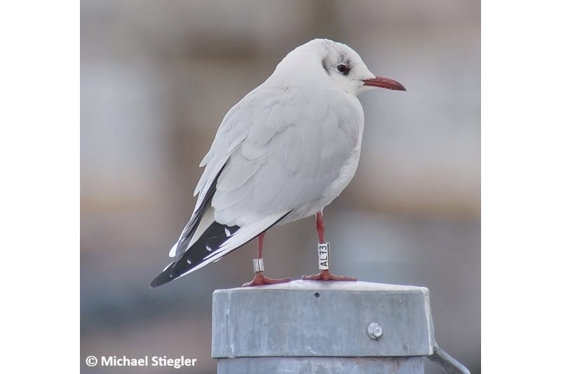 Lachmöwe AL73 (Foto: Michael Stiegler)
