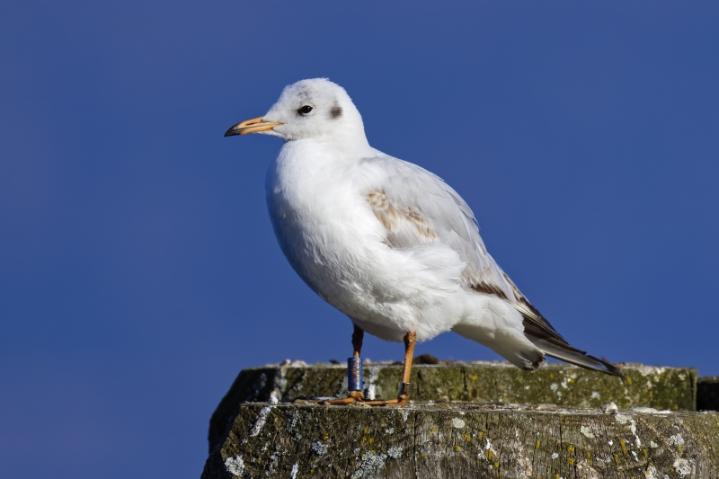Vorjährige Lachmöwe TNM9 aus Polen (Foto: Bernd Kaiser)