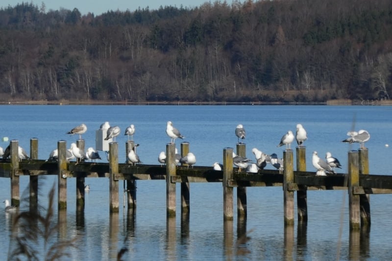Großmöwen beim Seeshaupter Campingplatz (Foto: Andrea Gehrold)