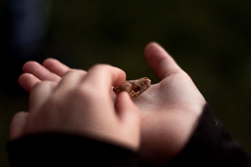 Tanz der Vampire:  Faszinierende Jäger der Nacht © Verena Wendl