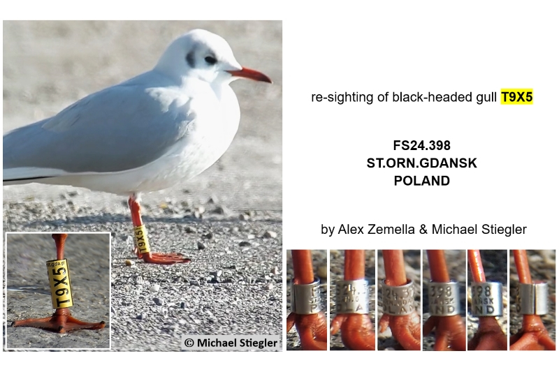 Lachmöwe T9X5 aus Polen (Foto: Michael Stiegler)