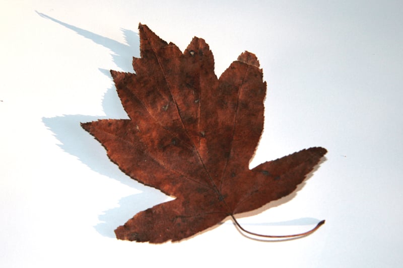 Elsbeerenblatt (Foto: Horst Guckelsberger)