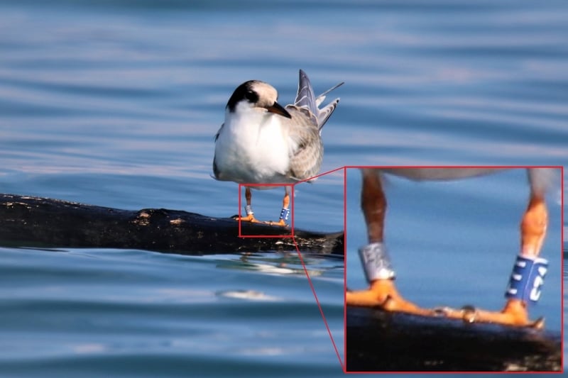 Diesjährige Flussseeschwalbe mit Farbring F71 am Bodensee (Foto: Patrick Mösinger)