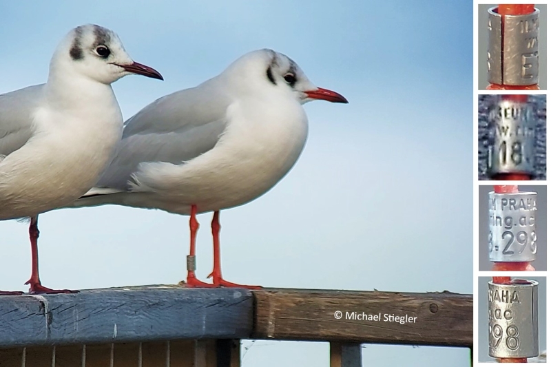 Lachmöwe mit Metallring ET18.298 und Fotodokumentation der Ablesung (Foto: Michael Stiegler)