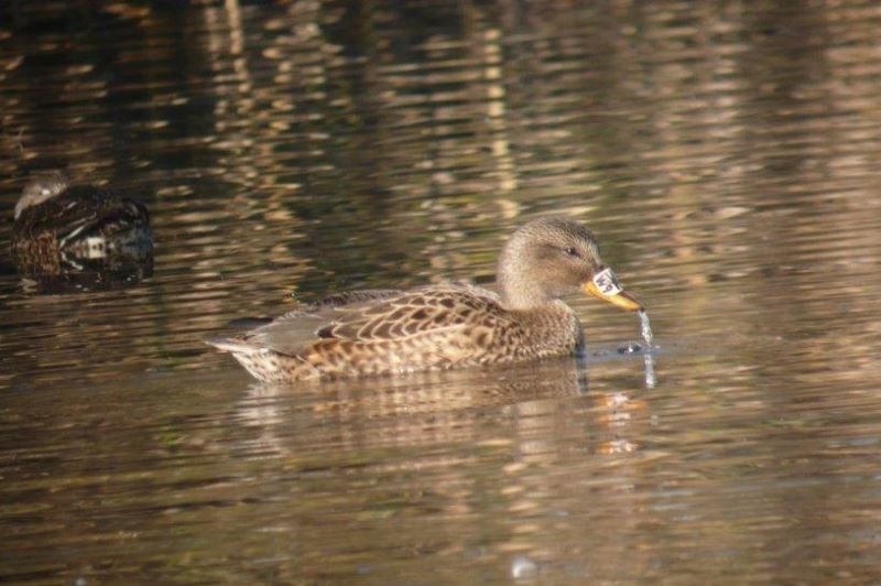 Schnatterente mit Schnabelsattel (Foto: Susanne Hoffmann)