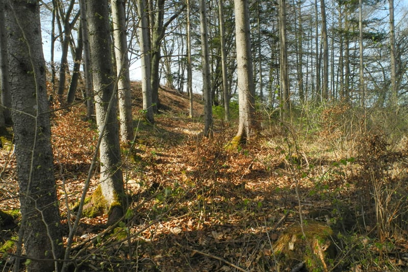 Am Südrand - Foto: Horst Guckelsberger