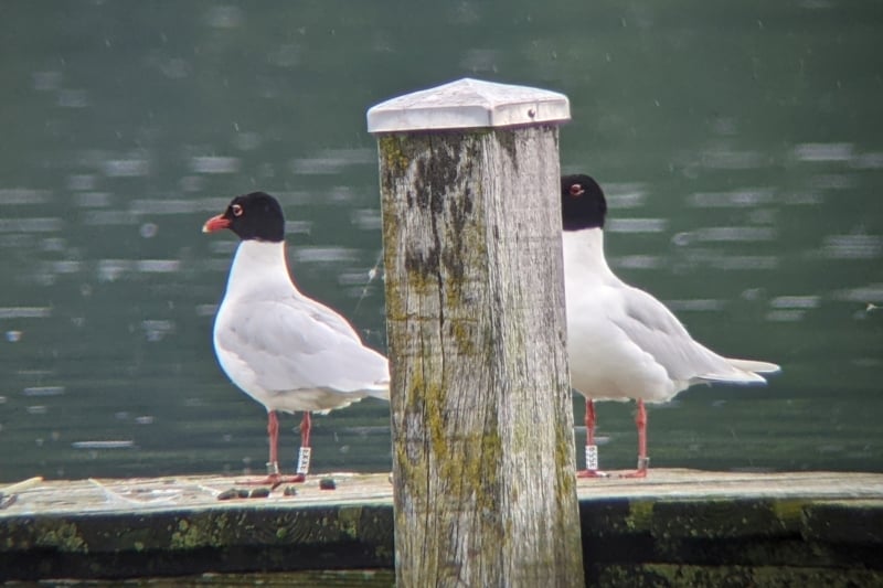 Zwei beringte Schwarzkopfmöwen aus Belgien (Foto: Oliver Focks)