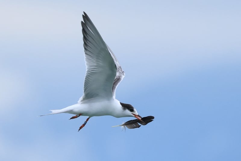 Diesjährige Flussseeschwalbe mit Farbring F80 am Genfer See (Foto: Lionel Maumary)