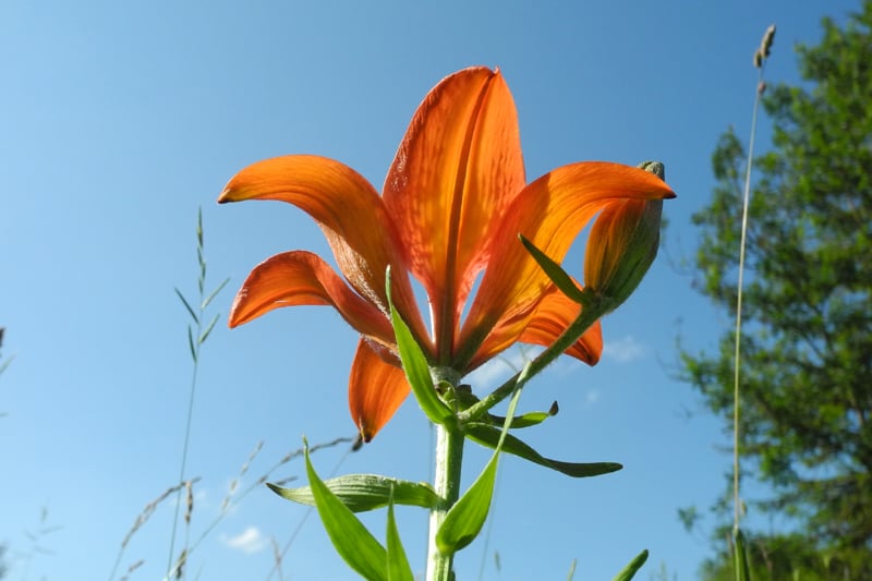 Feuerlilie (Foto: Horst Guckelsberber) 