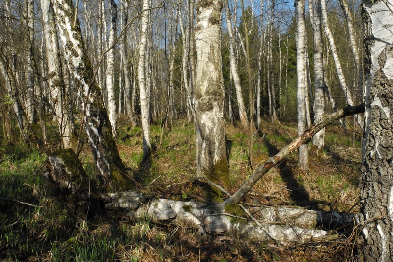 Erlen-Birken-Bruchwald (Foto: Horst Guckelsberger)