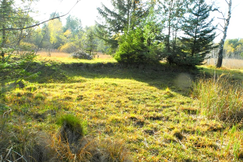 Niedere Fichten bleiben als Unterschlupf für Kreuzotter - Foto: Horst Guckelsberger