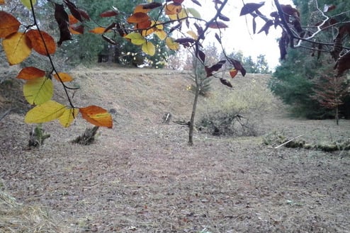 Diemendorfer Höhenberg 2019 (Foto: Günther Paschek)