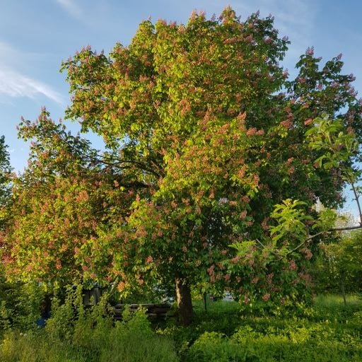 Im Schatten unserer alten Kastanie lässt es sich gut lernen und träumen © Uschi Anlauf