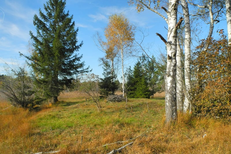 Leichter Abhang vom Kiesbuckel ins niedermoorartige Schwingrasenmoor - Foto: Horst Guckelsberger