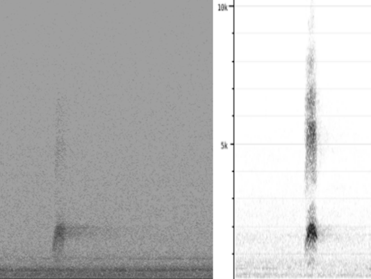 Links: Aufnahme, rechts: Referenzaufnahme (https://xeno-canto.org/995929)